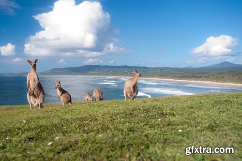 Collection of kangaroos at various pezazhah Australia sunset sea beach meadow 25 HQ Jpeg