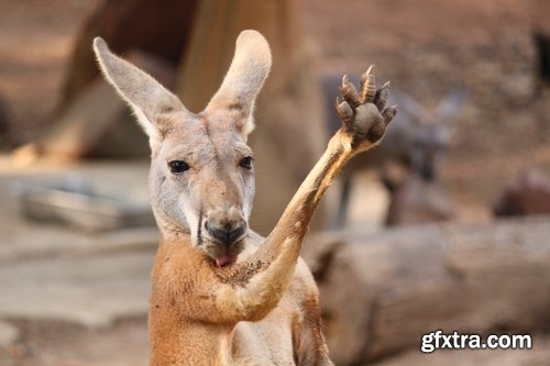 Collection of kangaroos at various pezazhah Australia sunset sea beach meadow 25 HQ Jpeg