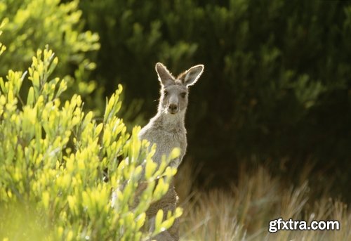 Collection of kangaroos at various pezazhah Australia sunset sea beach meadow 25 HQ Jpeg