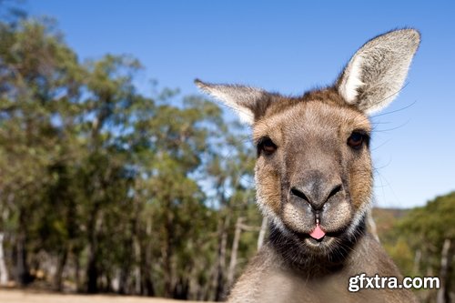 Collection of kangaroos at various pezazhah Australia sunset sea beach meadow 25 HQ Jpeg