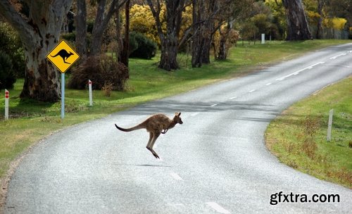 Collection of kangaroos at various pezazhah Australia sunset sea beach meadow 25 HQ Jpeg