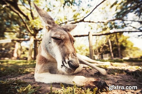 Collection of kangaroos at various pezazhah Australia sunset sea beach meadow 25 HQ Jpeg