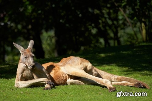 Collection of kangaroos at various pezazhah Australia sunset sea beach meadow 25 HQ Jpeg