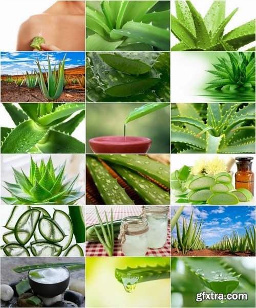 Collection of beautiful illustrations of aloe juice vitamin green stem 25 HQ Jpeg