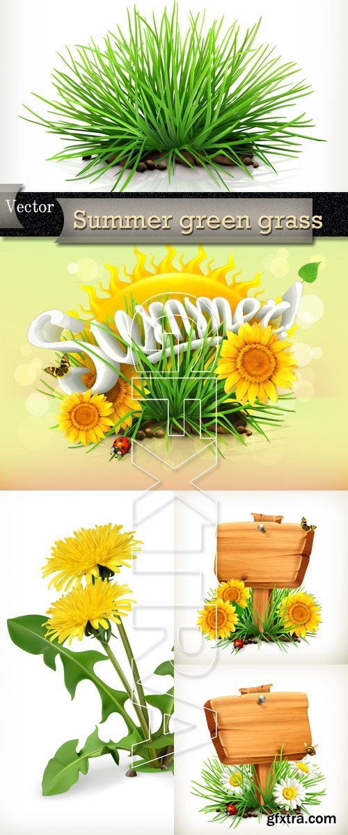 Summer, dandelions in Vector