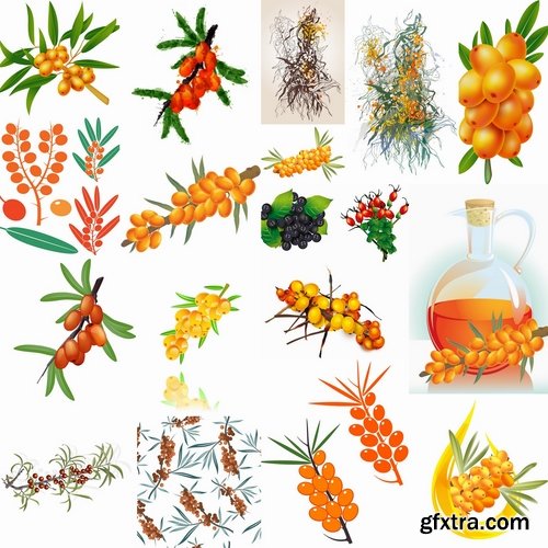 Collection of vector picture sea buckthorn berry yellow 25 Eps