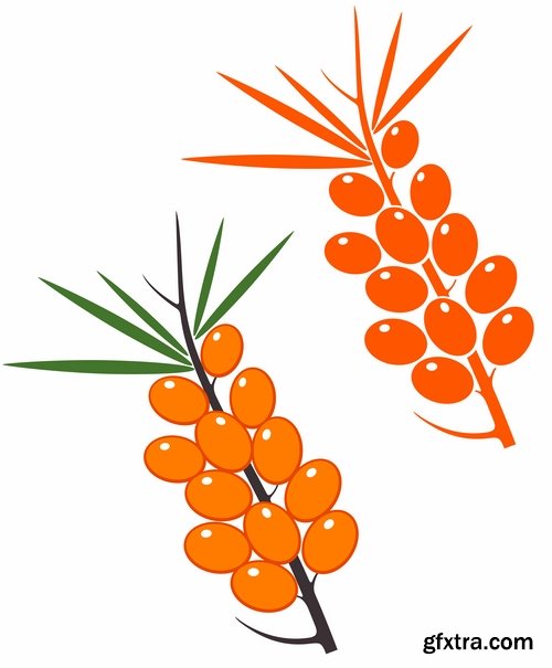 Collection of vector picture sea buckthorn berry yellow 25 Eps