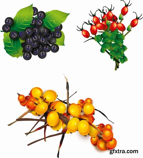 Collection of vector picture sea buckthorn berry yellow 25 Eps