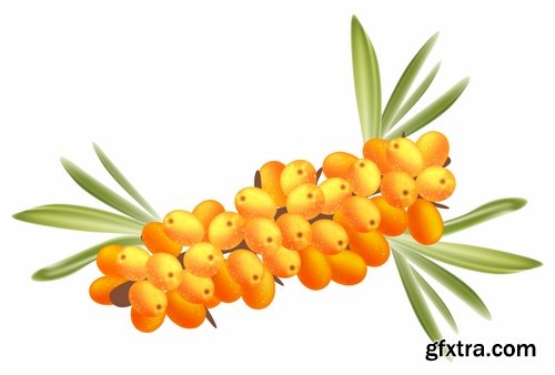 Collection of vector picture sea buckthorn berry yellow 25 Eps