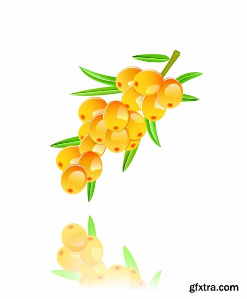 Collection of vector picture sea buckthorn berry yellow 25 Eps