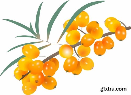 Collection of vector picture sea buckthorn berry yellow 25 Eps