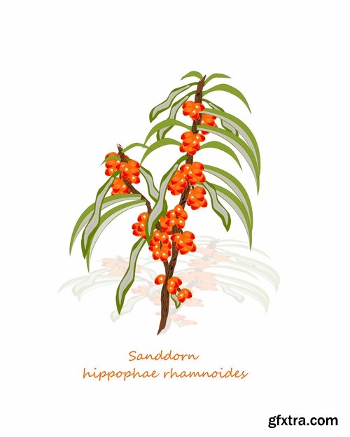 Collection of vector picture sea buckthorn berry yellow 25 Eps