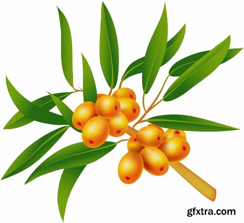 Collection of vector picture sea buckthorn berry yellow 25 Eps