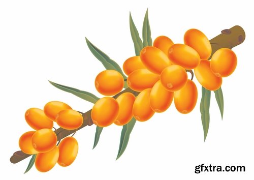 Collection of vector picture sea buckthorn berry yellow 25 Eps