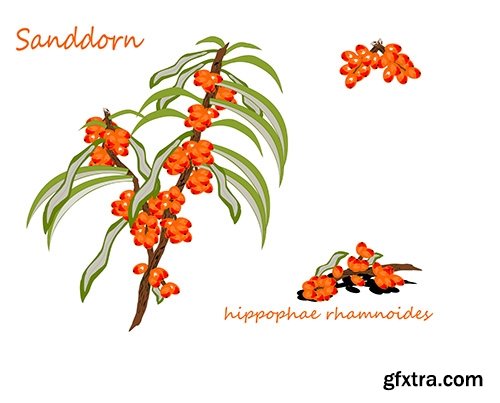 Collection of vector picture sea buckthorn berry yellow 25 Eps