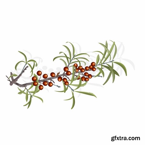 Collection of vector picture sea buckthorn berry yellow 25 Eps