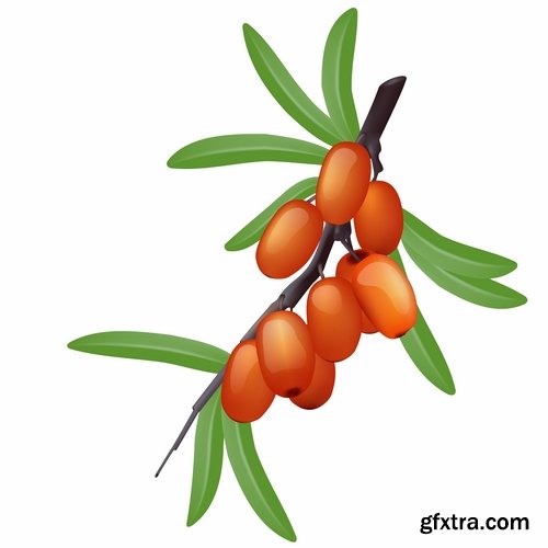 Collection of vector picture sea buckthorn berry yellow 25 Eps