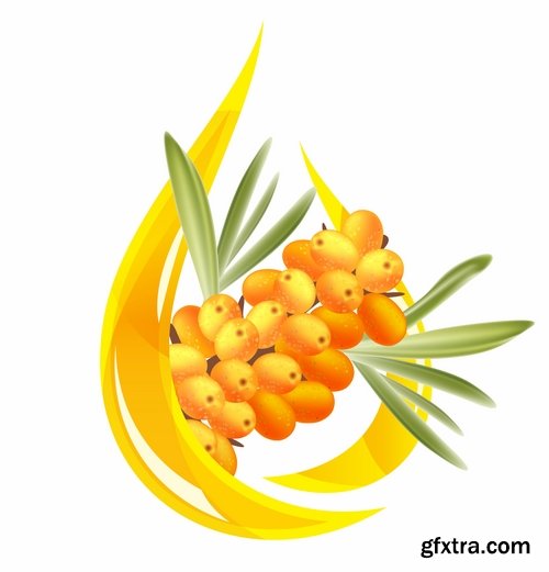 Collection of vector picture sea buckthorn berry yellow 25 Eps