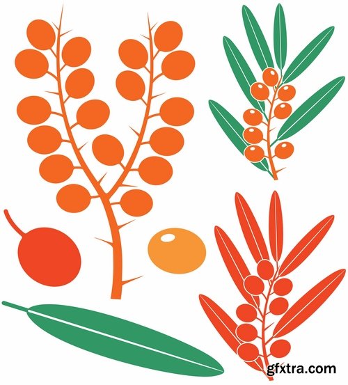 Collection of vector picture sea buckthorn berry yellow 25 Eps