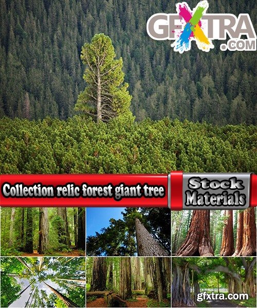 Collection relic forest giant tree 25 HQ Jpeg