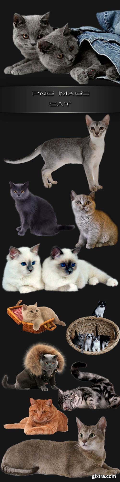 PNG clipart Cats