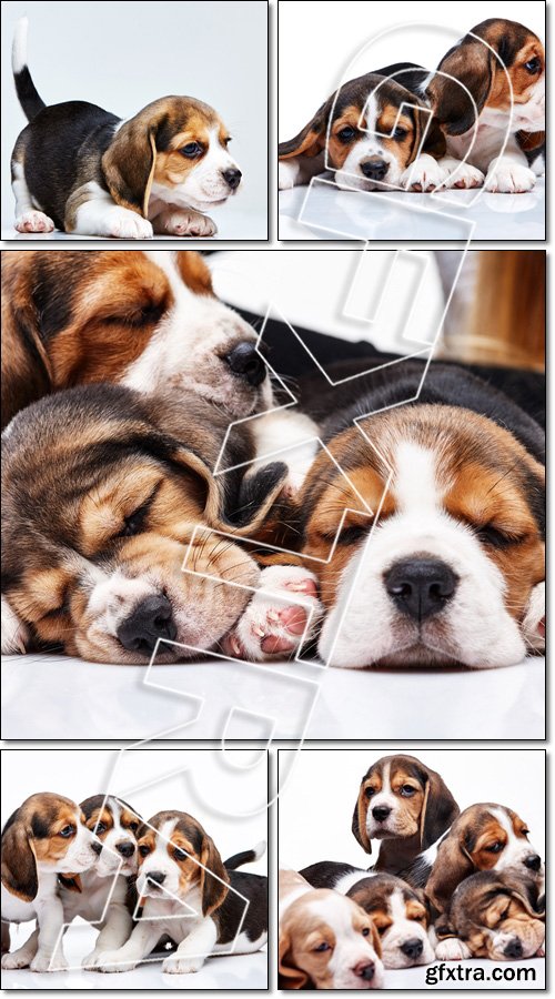 Beagle Puppies, slipping - Stock photo