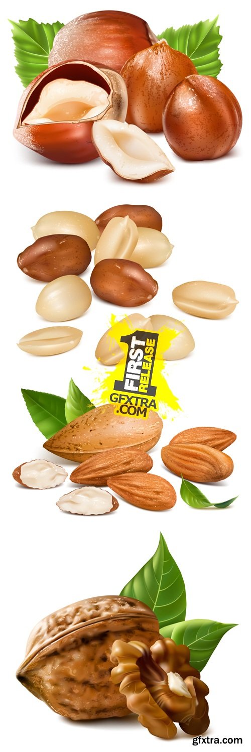 Various Nuts Vector