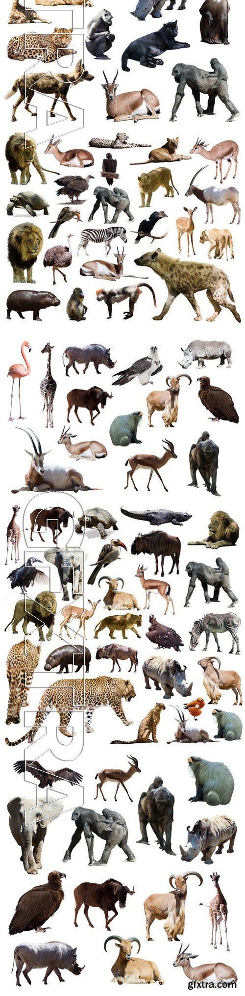 Stock Photos - Different African Animals 9