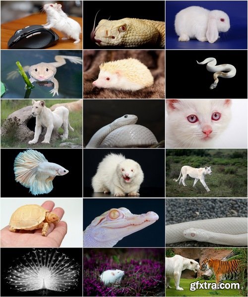 Collection of white animals albino tiger crocodile squirrel kangaroo Frog sables 25 HQ Jpeg