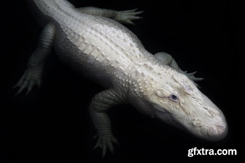 Collection of white animals albino tiger crocodile squirrel kangaroo Frog sables 25 HQ Jpeg