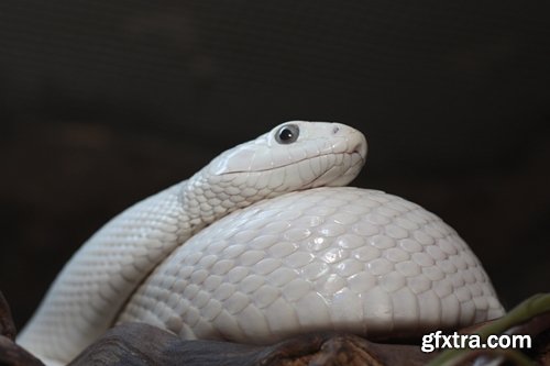 Collection of white animals albino tiger crocodile squirrel kangaroo Frog sables 25 HQ Jpeg