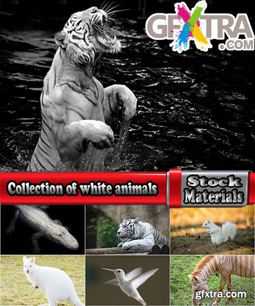 Collection of white animals albino tiger crocodile squirrel kangaroo Frog sables 25 HQ Jpeg