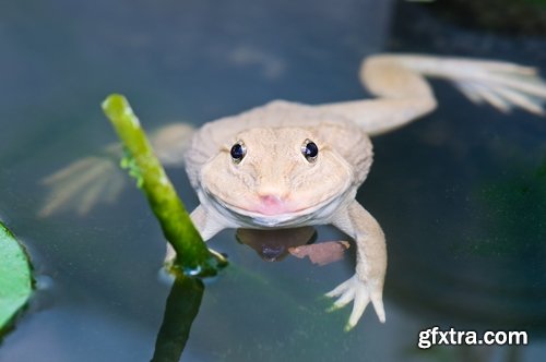 Collection of white animals albino tiger crocodile squirrel kangaroo Frog sables 25 HQ Jpeg