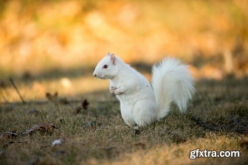 Collection of white animals albino tiger crocodile squirrel kangaroo Frog sables 25 HQ Jpeg