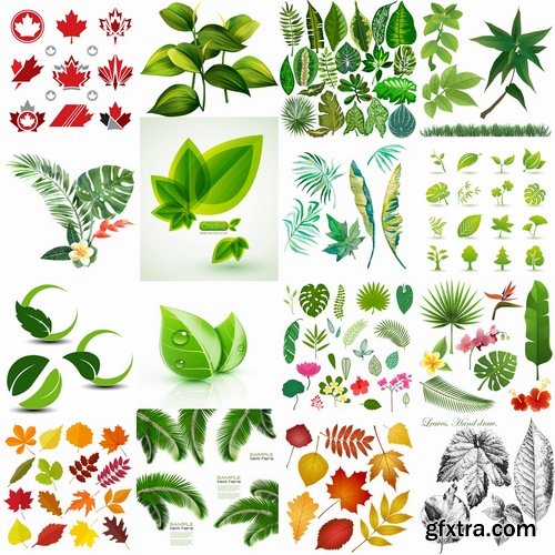 Collection of vector image of different leaves tree leaf 25 Eps