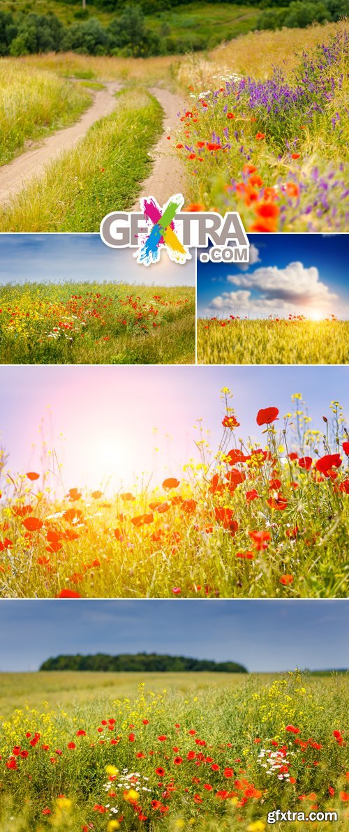 Stock Photo - Summer Flowers & Fields