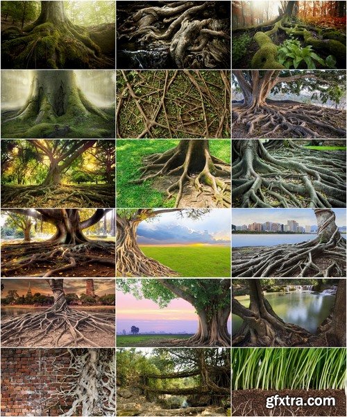 Collection tree root old forest old tree bark 25 HQ Jpeg