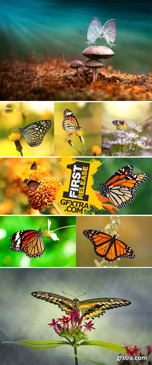 Stock Photos Butterfly Butterflies Mating Love