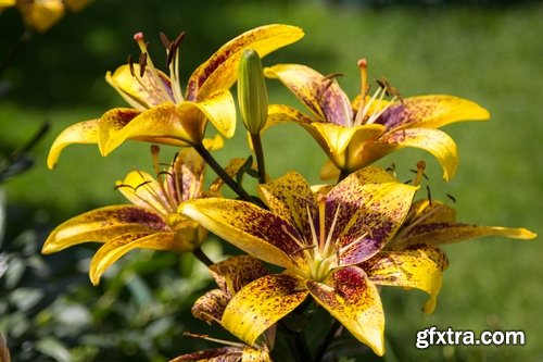 Collection of beautiful lily flower 25 HQ Jpeg