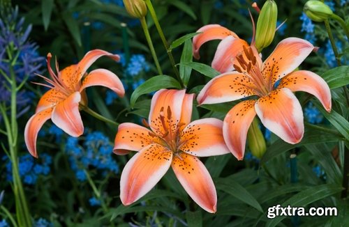 Collection of beautiful lily flower 25 HQ Jpeg