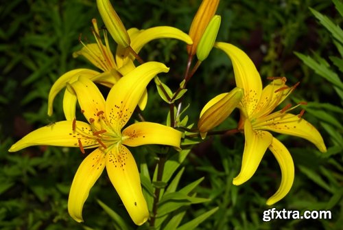 Collection of beautiful lily flower 25 HQ Jpeg