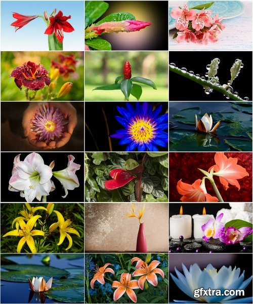 Collection of beautiful lily flower 25 HQ Jpeg