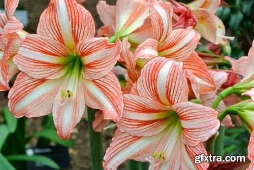 Collection of beautiful lily flower 25 HQ Jpeg