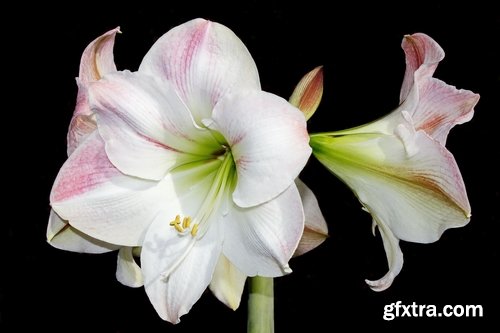 Collection of beautiful lily flower 25 HQ Jpeg