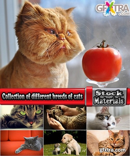 Collection of different breeds of cats kitten with puppy 25 HQ Jpeg