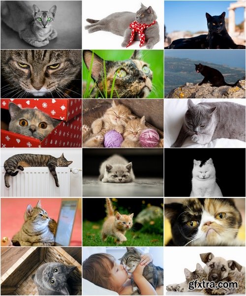 Collection of different breeds of cats kitten with puppy 25 HQ Jpeg