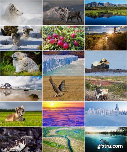 Collection of different landscapes and northern Siberia tundra animals bear deer wolf sable 25 HQ Jpeg