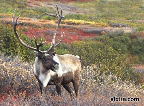 Collection of different landscapes and northern Siberia tundra animals bear deer wolf sable 25 HQ Jpeg