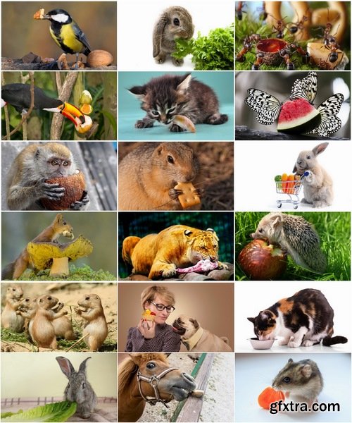 Collection of different animals take food eating insect predator primate mammals 25 HQ Jpeg