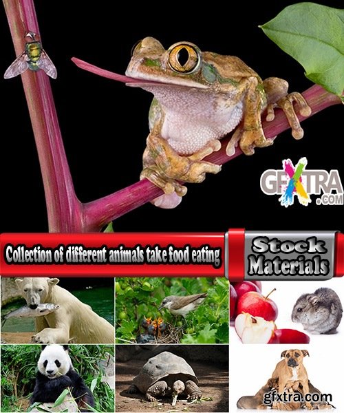 Collection of different animals take food eating insect predator primate mammals 25 HQ Jpeg